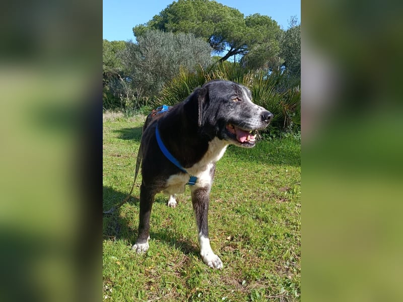 freundliche Herdenschutz-Mix-Hündin sucht geeignetes Zuhause