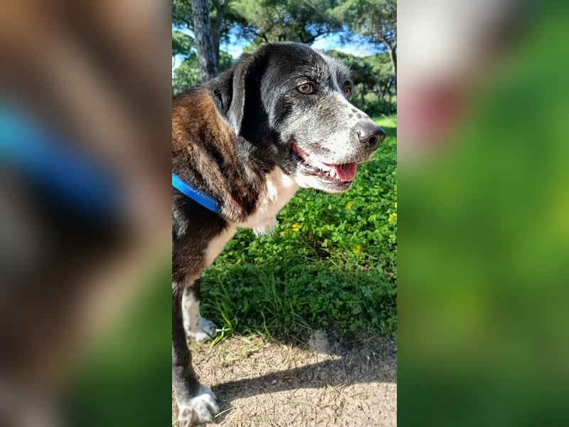 freundliche Herdenschutz-Mix-Hündin sucht geeignetes Zuhause