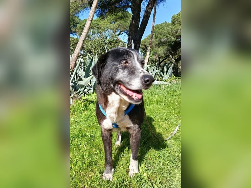 freundliche Herdenschutz-Mix-Hündin sucht geeignetes Zuhause