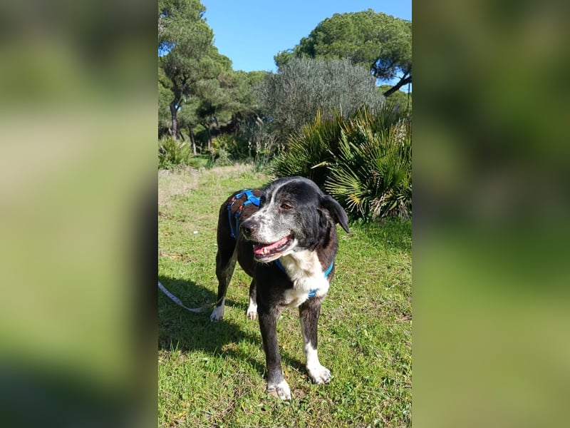 freundliche Herdenschutz-Mix-Hündin sucht geeignetes Zuhause