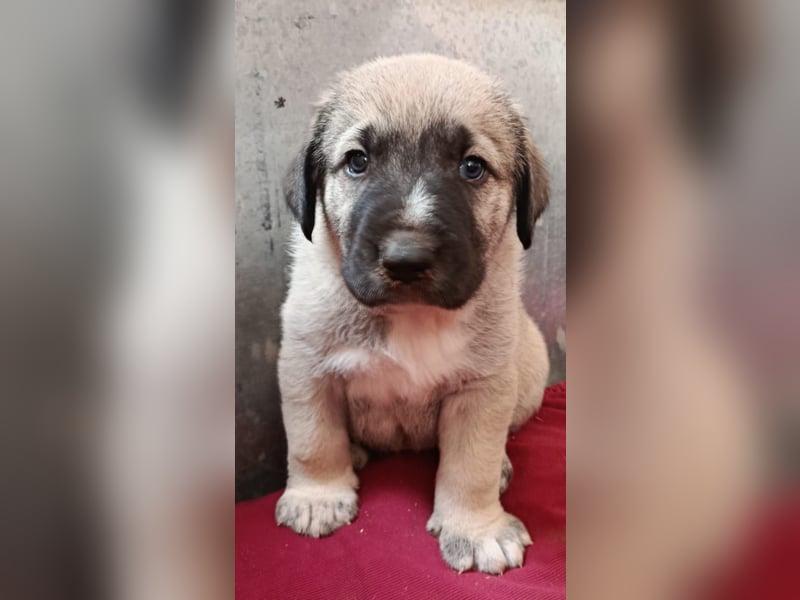 verspieltes Welpenmädchen Miu