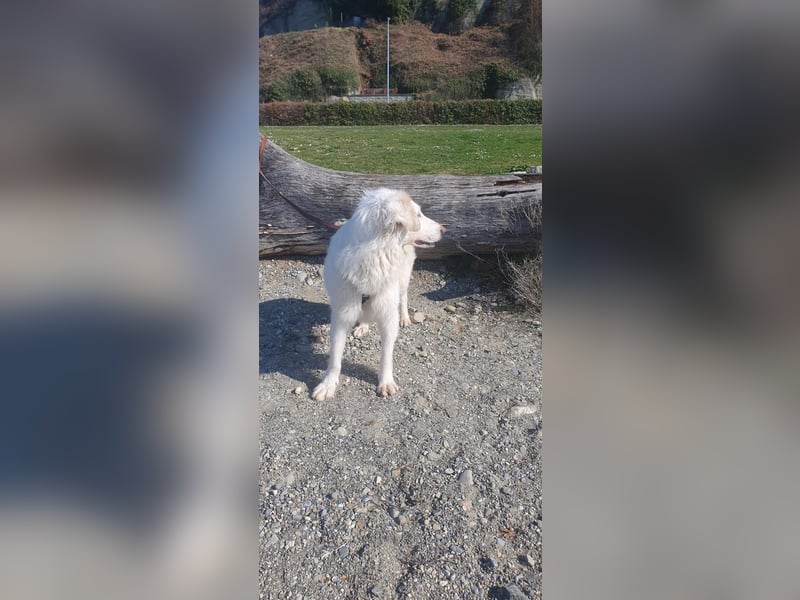 LUMI (Pflegestelle in 888662 Überlingen/Bodensee, BaWü )