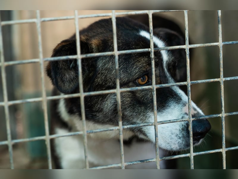 TASCA auf PS in Überlingen