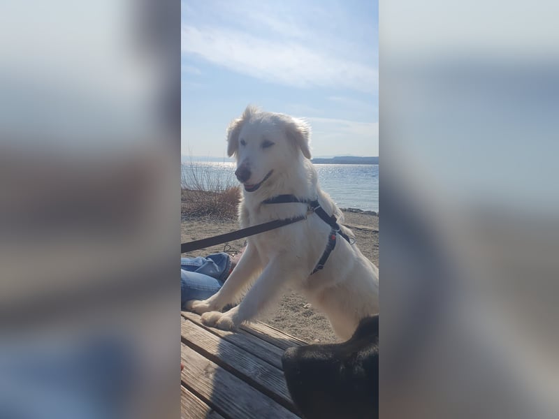 LUMI (Pflegestelle in 888662 Überlingen/Bodensee, BaWü )