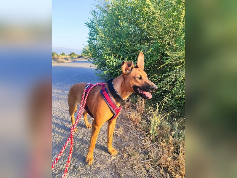 BIBI