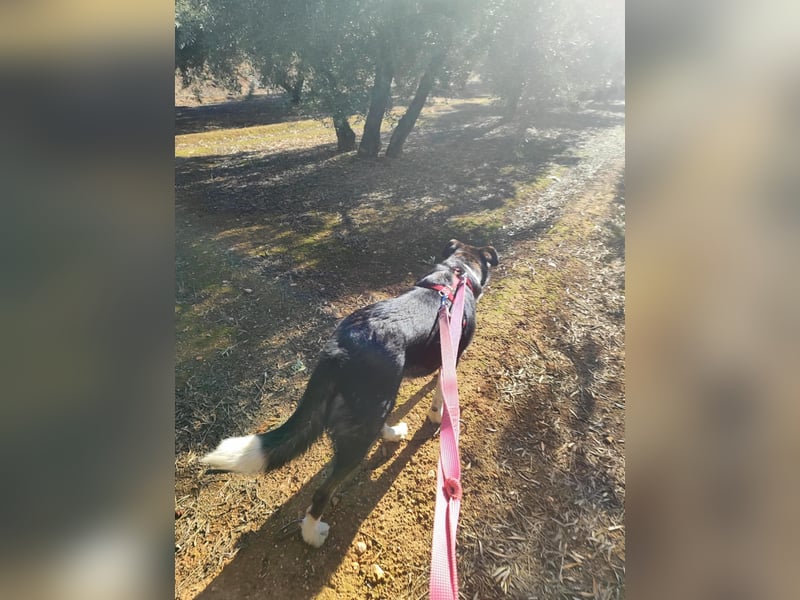 TASCA auf PS in Überlingen