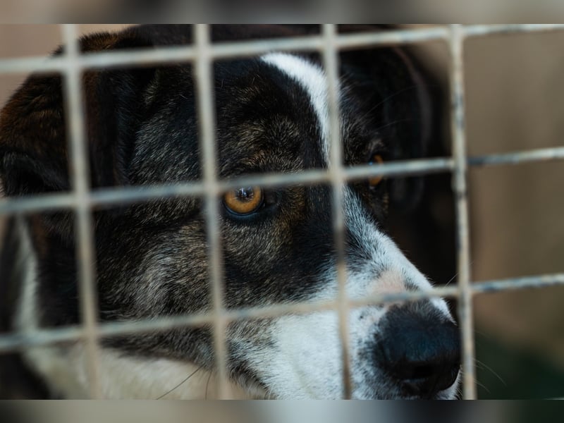 TASCA auf PS in Überlingen