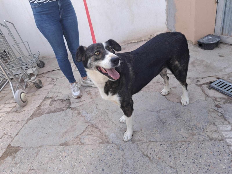 TASCA auf PS in Überlingen