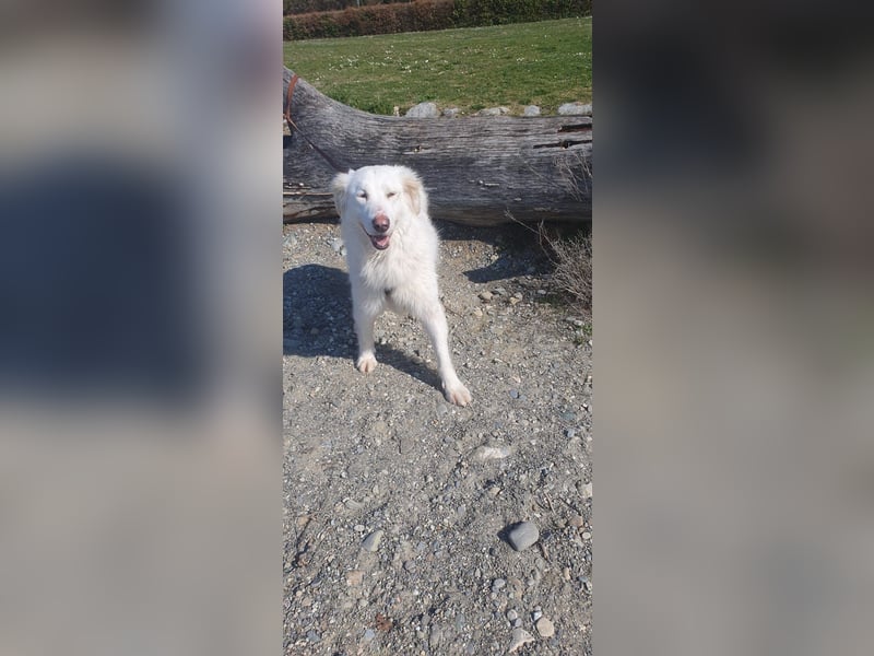 LUMI (Pflegestelle in 888662 Überlingen/Bodensee, BaWü )