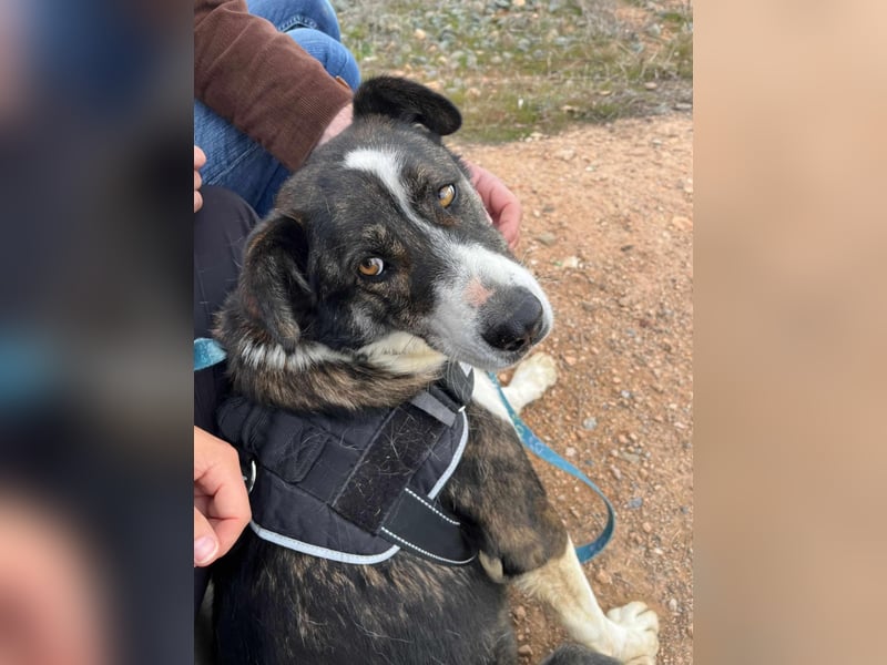 TASCA auf PS in Überlingen