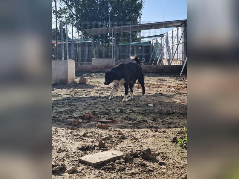 TASCA auf PS in Überlingen