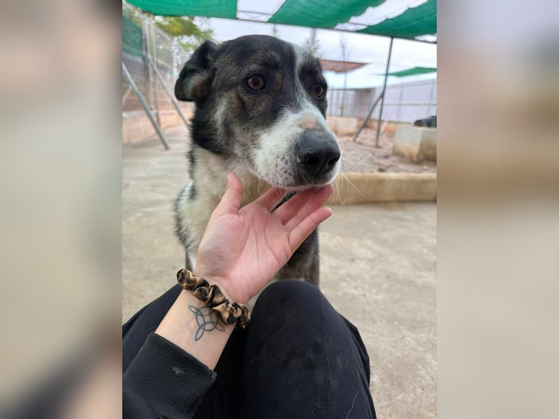 TASCA auf PS in Überlingen