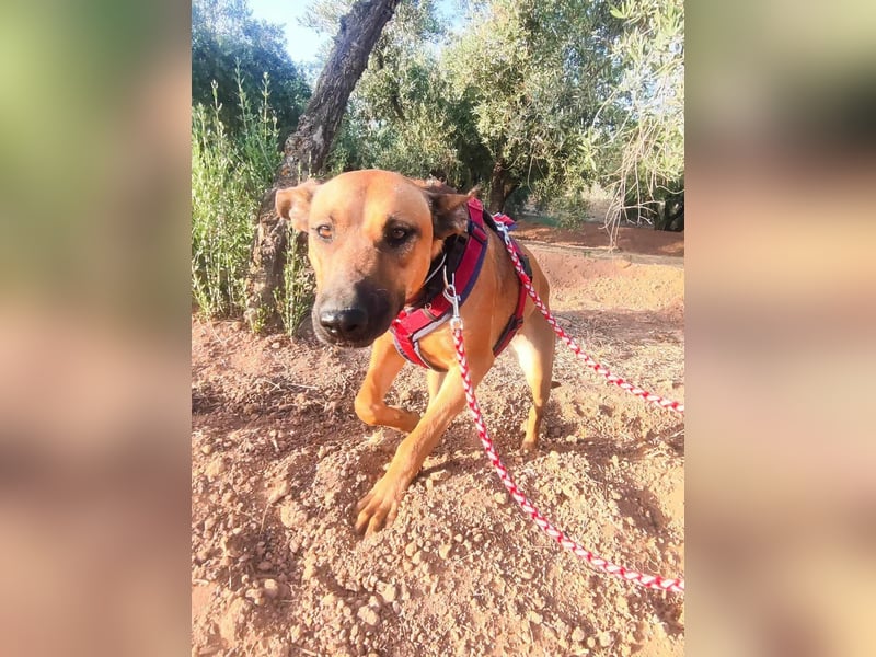 BIBI