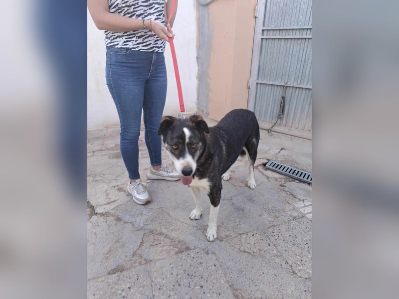 TASCA auf PS in Überlingen