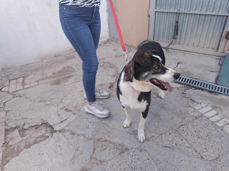 TASCA auf PS in Überlingen