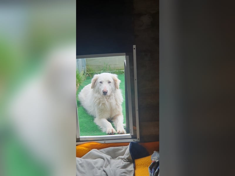 LUMI (Pflegestelle in 888662 Überlingen/Bodensee, BaWü )