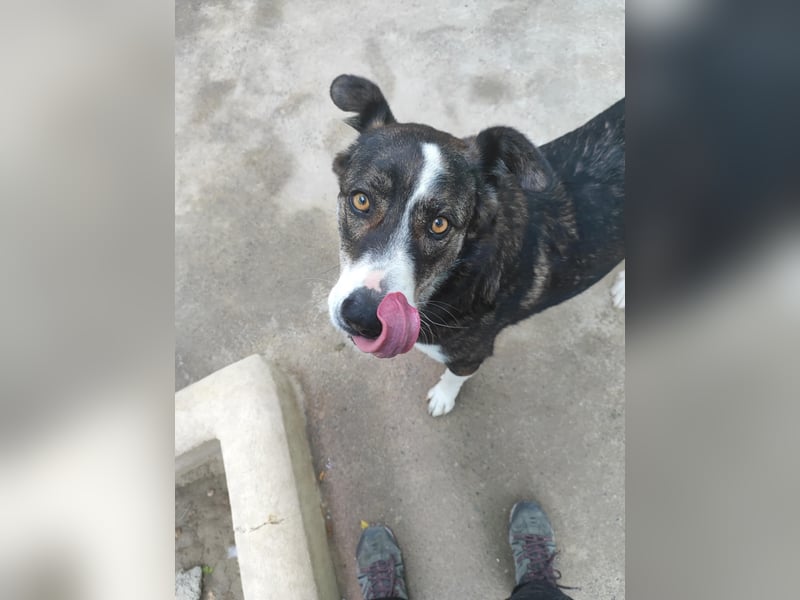 TASCA auf PS in Überlingen