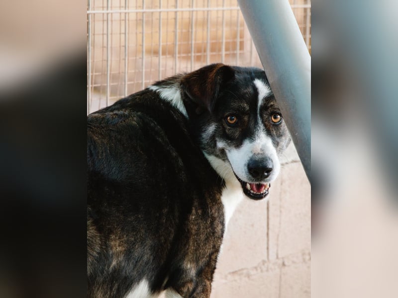 TASCA auf PS in Überlingen