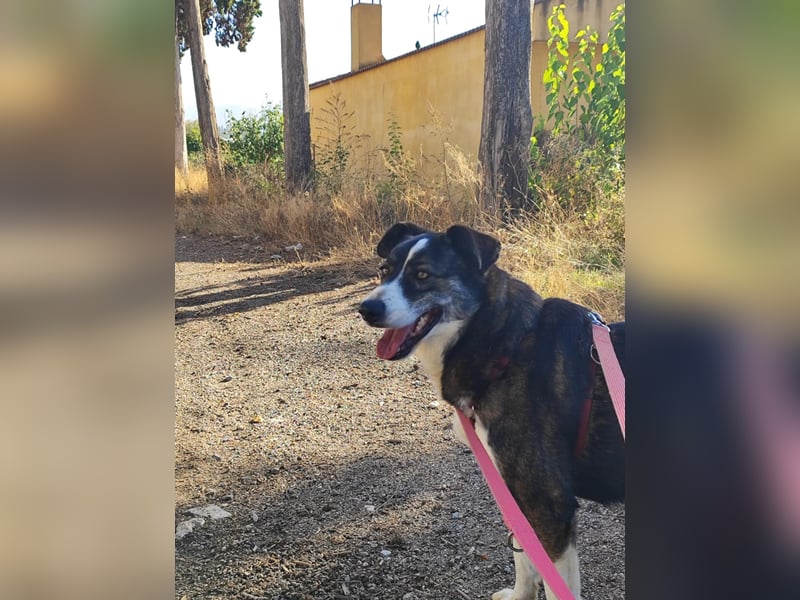 TASCA auf PS in Überlingen