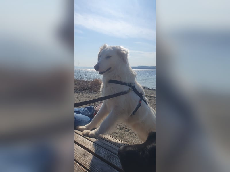 LUMI (Pflegestelle in 888662 Überlingen/Bodensee, BaWü )