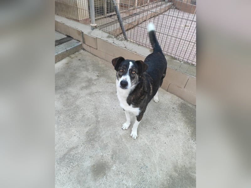 TASCA auf PS in Überlingen