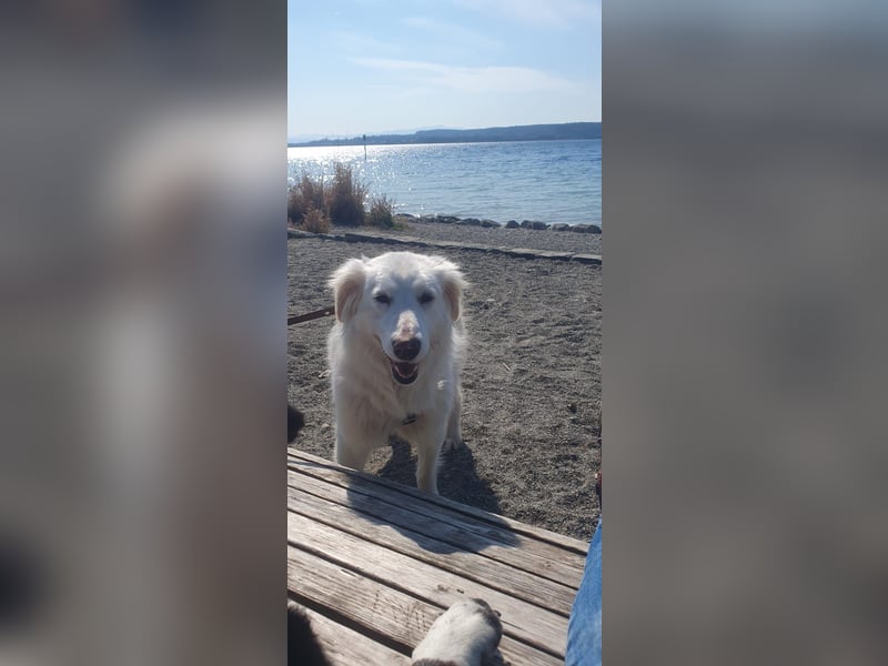 LUMI (Pflegestelle in 888662 Überlingen/Bodensee, BaWü )