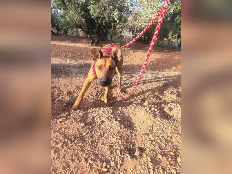 BIBI