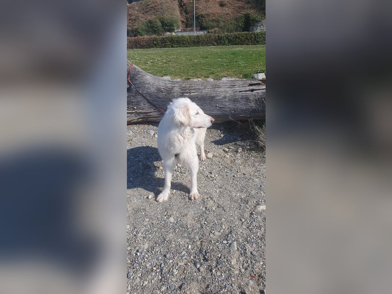 LUMI (Pflegestelle in 888662 Überlingen/Bodensee, BaWü )