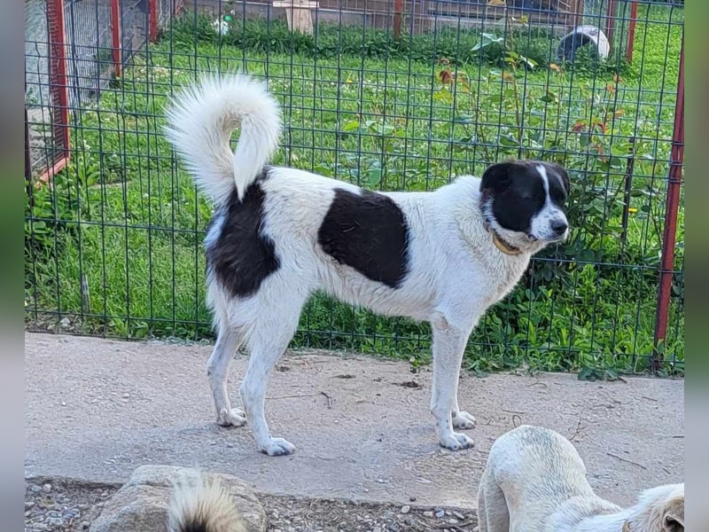 CHIPPO - möchte aufs Land ziehen