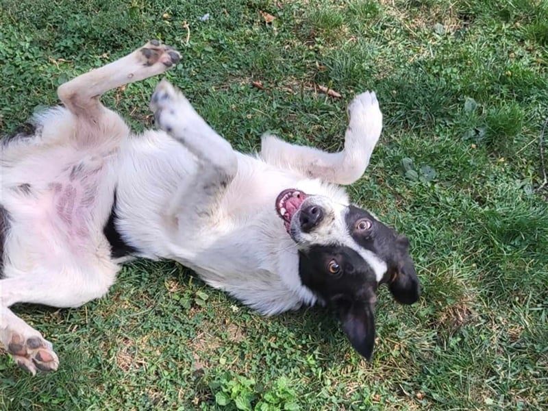 CHIPPO - möchte aufs Land ziehen