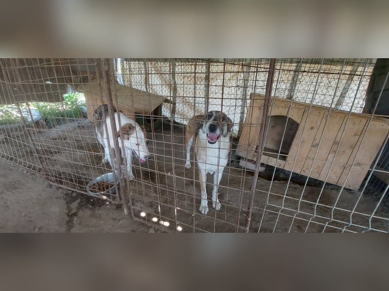 SINJA - wo darf sie glücklich werden?