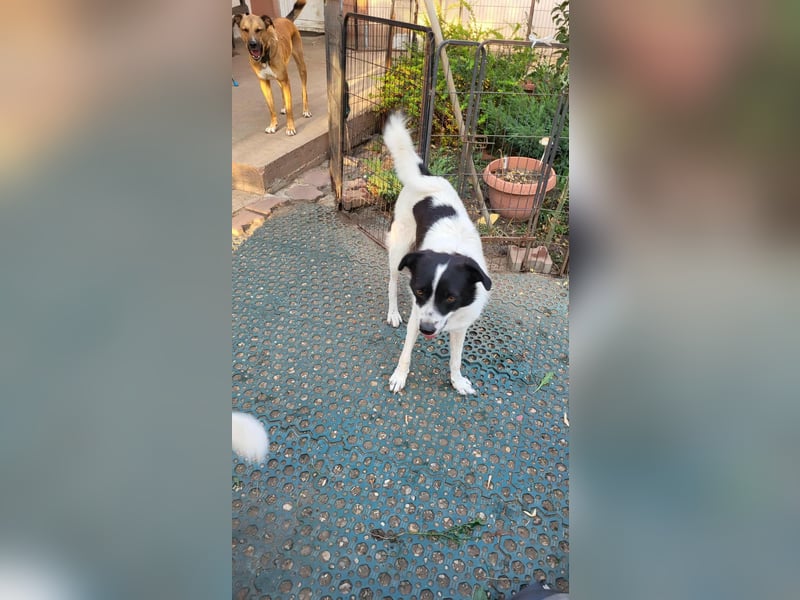 CHIPPO - möchte aufs Land ziehen