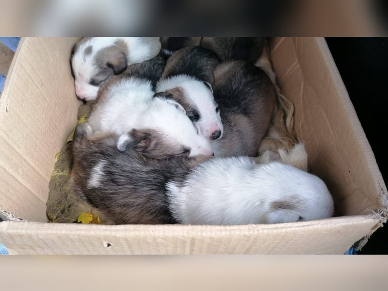 SINJA - wo darf sie glücklich werden?