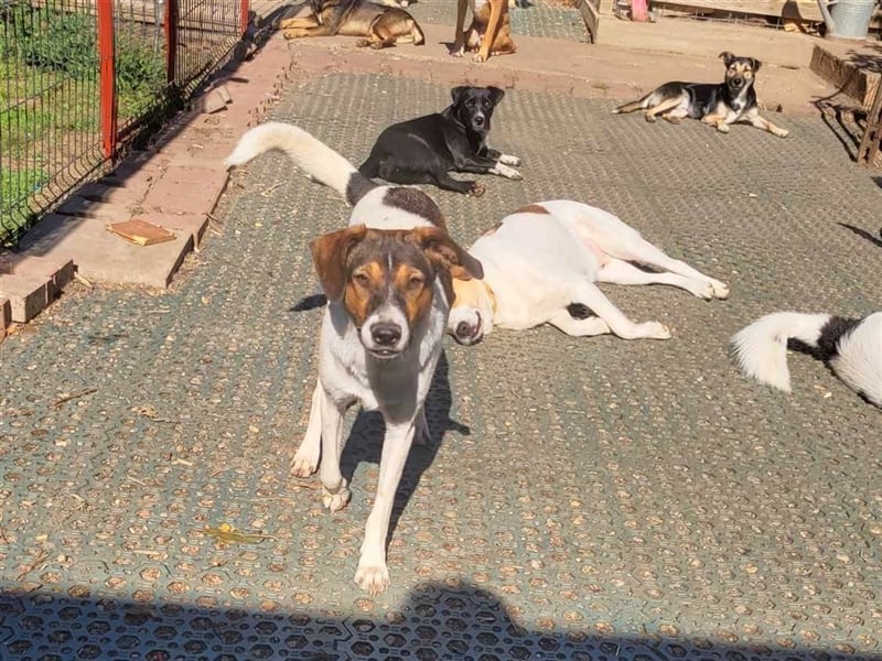 GIGI - so ein toller Kerl