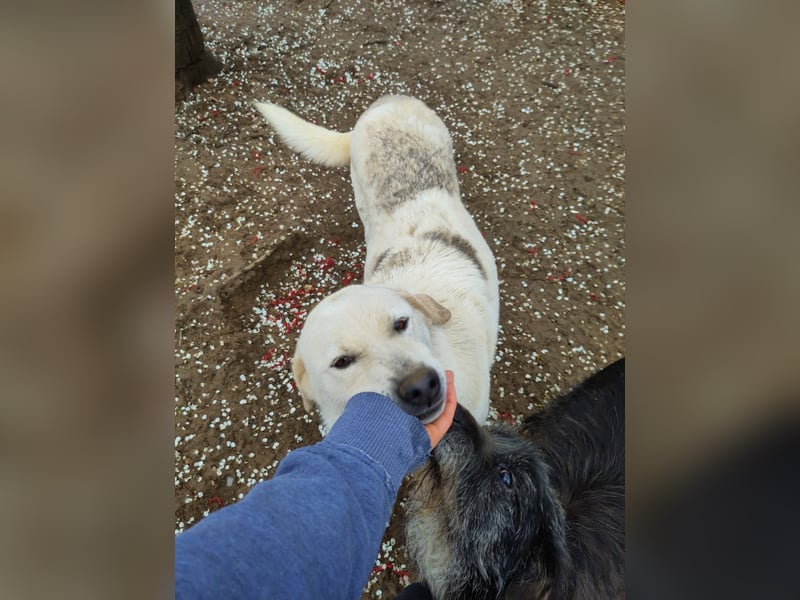 CINDY - sucht patente Menschen