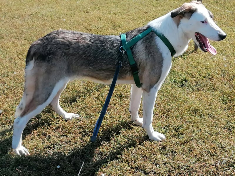 SINJA - wo darf sie glücklich werden?