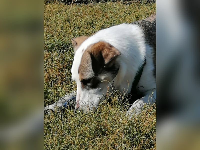 SINJA - wo darf sie glücklich werden?