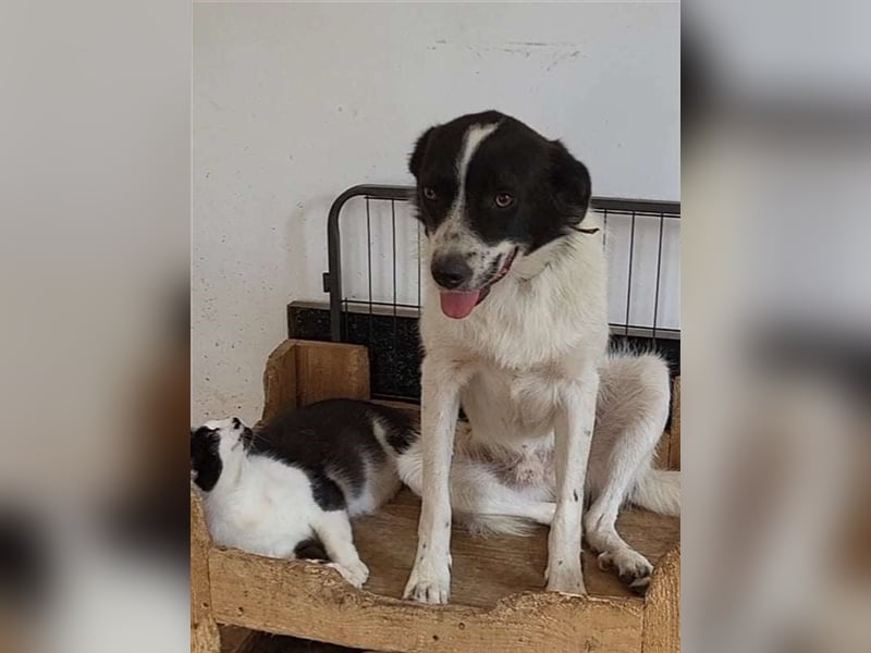 CHIPPO - möchte aufs Land ziehen