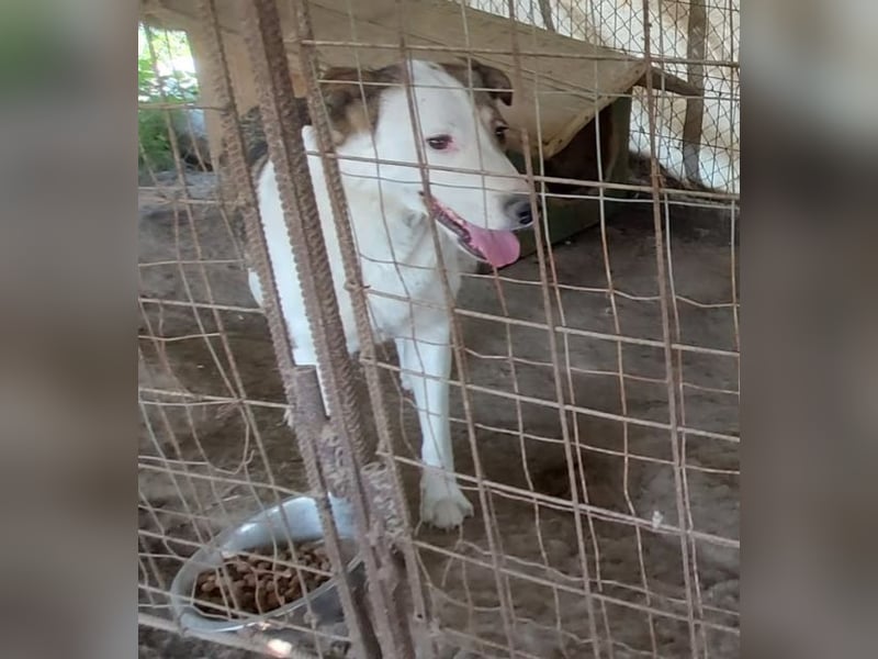 SINJA - wo darf sie glücklich werden?