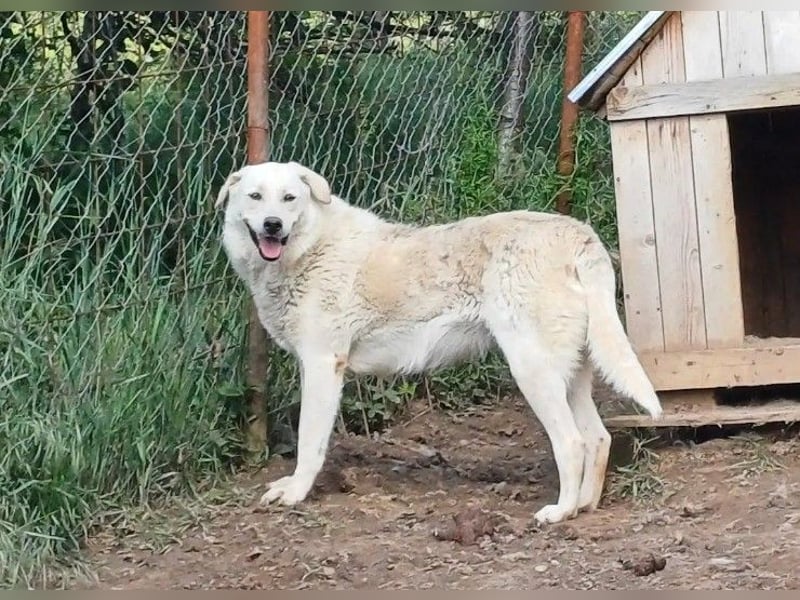 CINDY - sucht patente Menschen