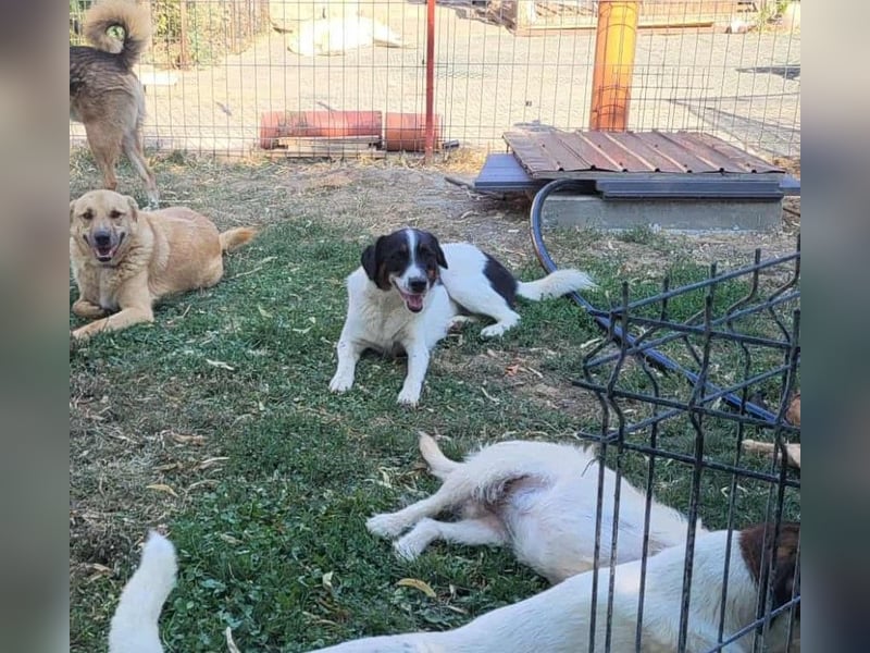 CHIPPO - möchte aufs Land ziehen