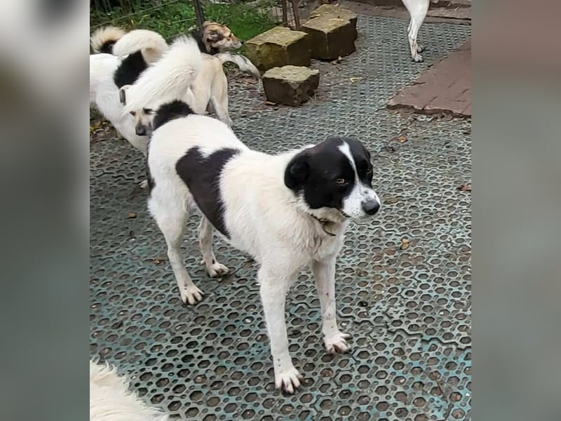 CHIPPO - möchte aufs Land ziehen