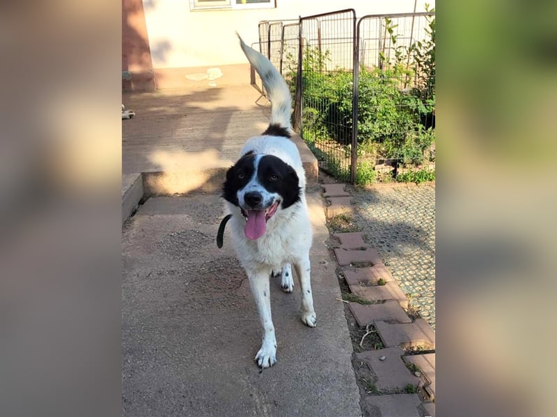 CHIPPO - möchte aufs Land ziehen