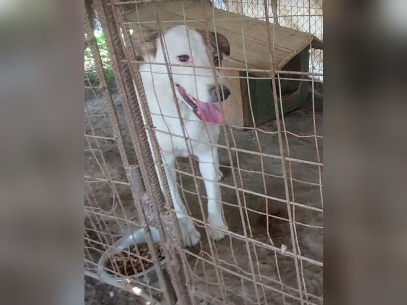 SINJA - wo darf sie glücklich werden?