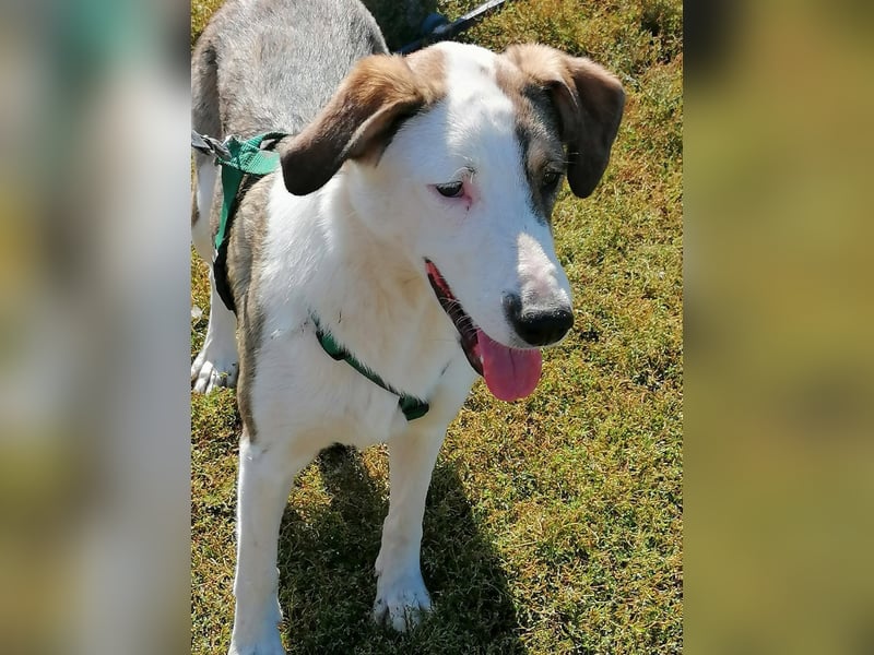 SINJA - wo darf sie glücklich werden?