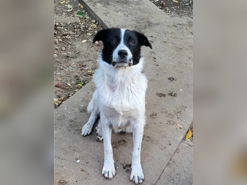 CHIPPO - möchte aufs Land ziehen