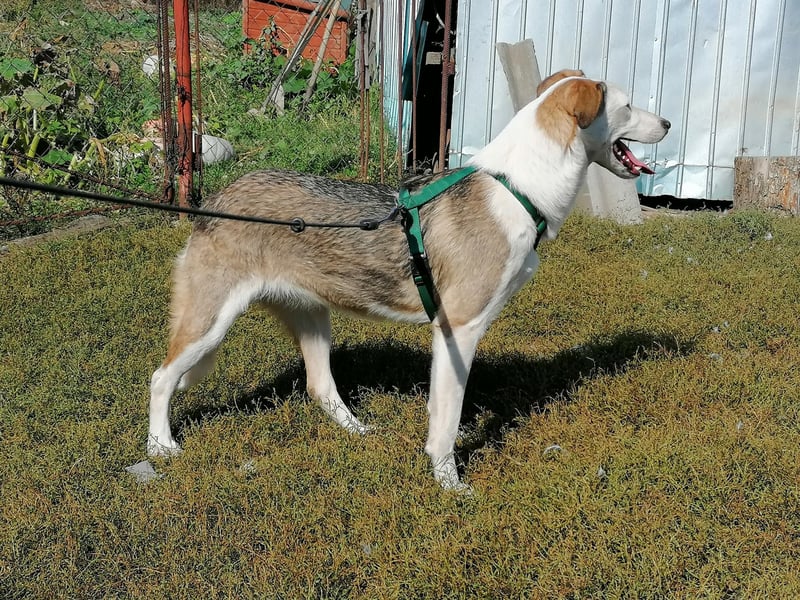 SINJA - wo darf sie glücklich werden?