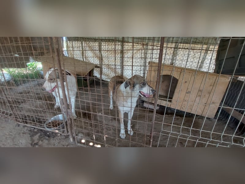 SINJA - wo darf sie glücklich werden?