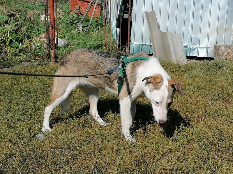 SINJA - wo darf sie glücklich werden?
