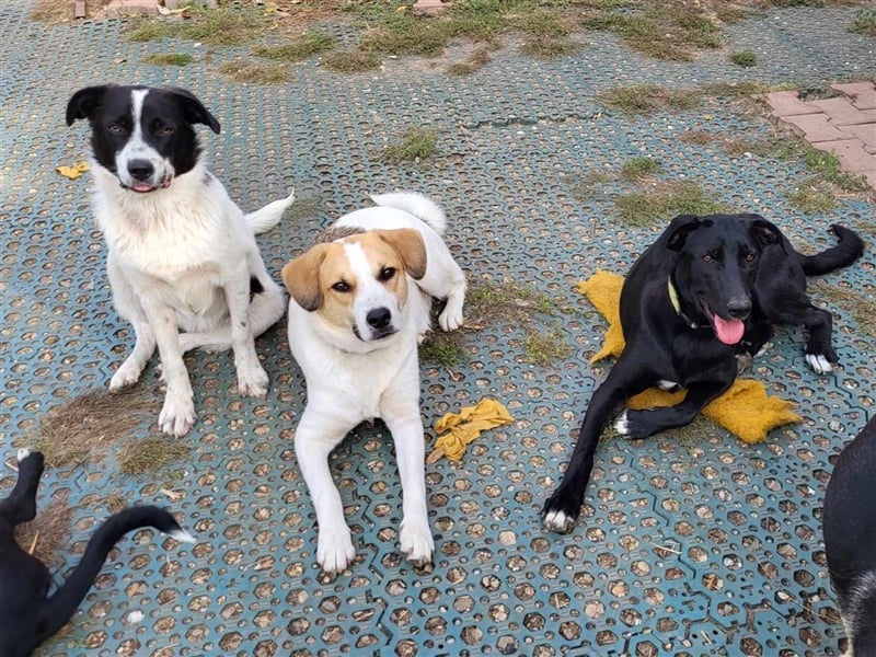 CHIPPO - möchte aufs Land ziehen